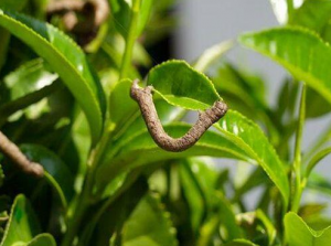 高光譜遙感技術(shù)的茶尺蠖危害程度監(jiān)測(cè)